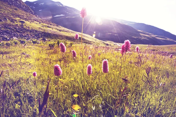 산 풀밭 — 스톡 사진