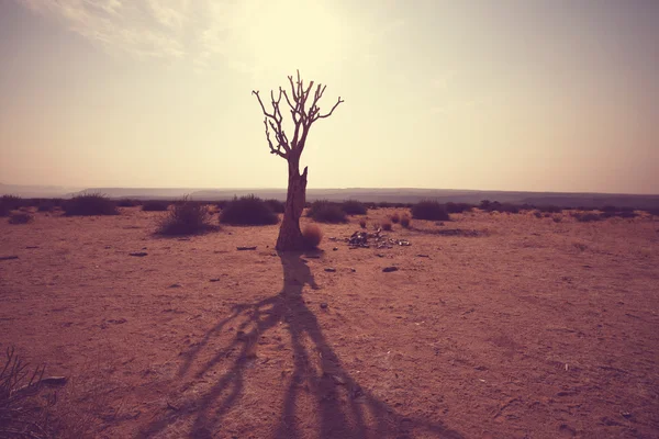 African tree — Stock Photo, Image