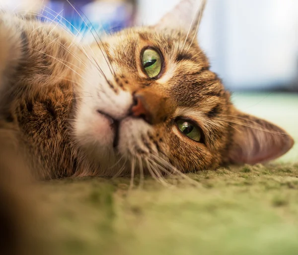 Cat resting — Stock Photo, Image