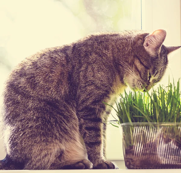 Cat with grass — Stock Photo, Image