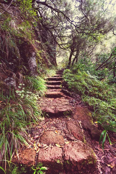 Mendaki di Madeira — Stok Foto