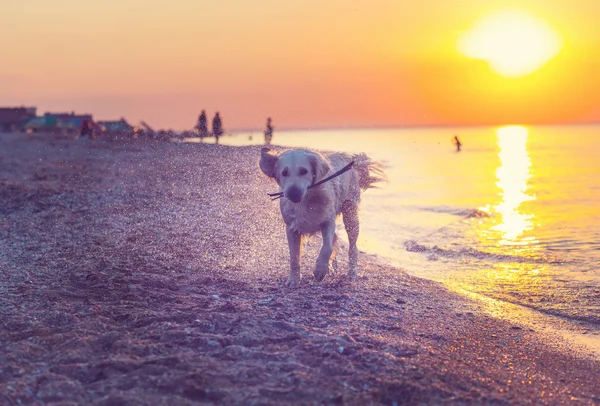 Retriever — Stock Photo, Image