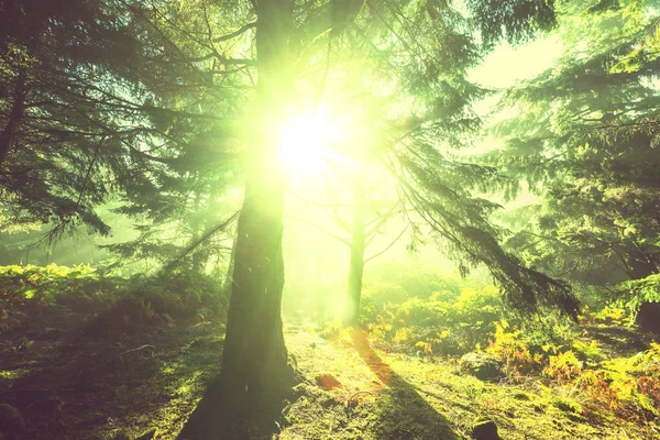 Zonnige bos — Stockfoto