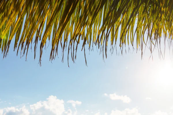 Palm tree — Stock Photo, Image