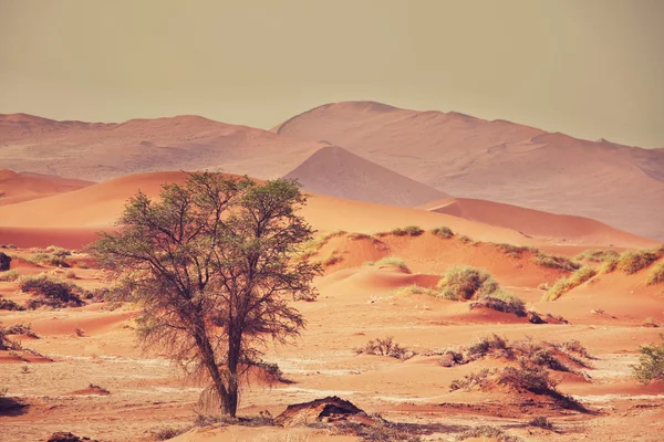 Namib — Stock Photo, Image