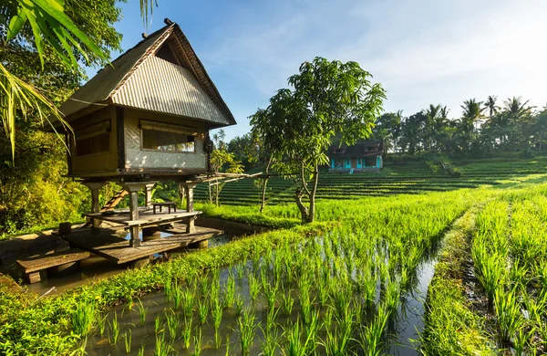 Рисовая терраса — стоковое фото