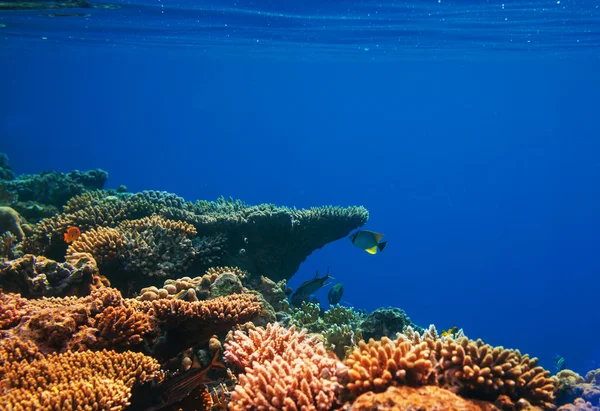 Coral fish — Stock Photo, Image