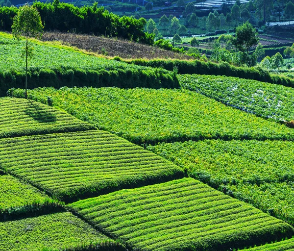 Veld in Java — Stockfoto