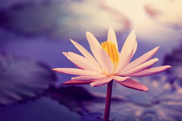 Lotus — Stock Photo, Image