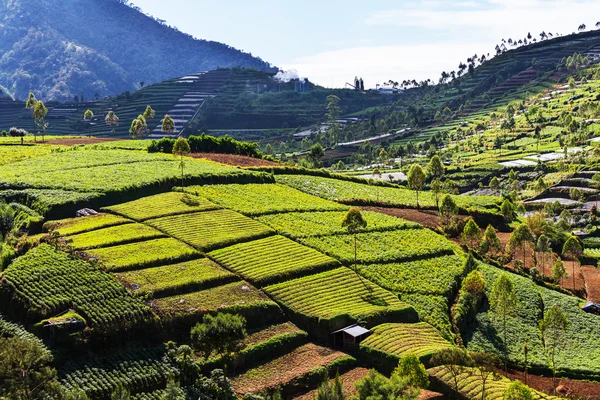 Veld in Indonesië — Stockfoto