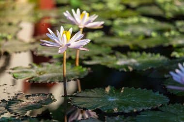 Lotus çiçeği.