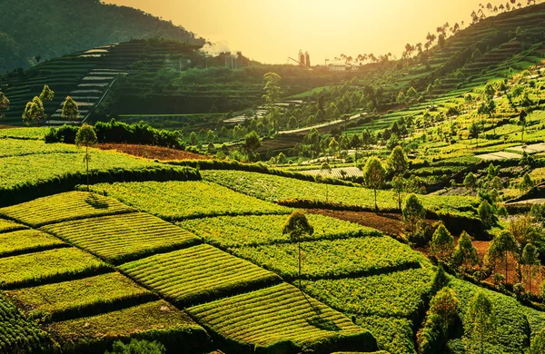 Fält i Indonesien — Stockfoto