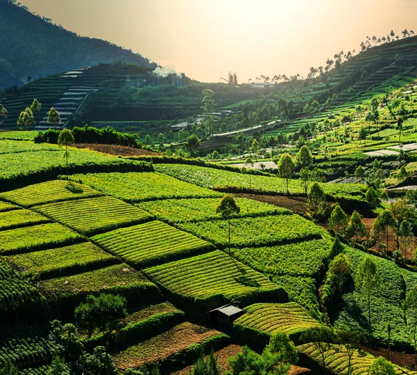 Veld in Indonesië — Stockfoto