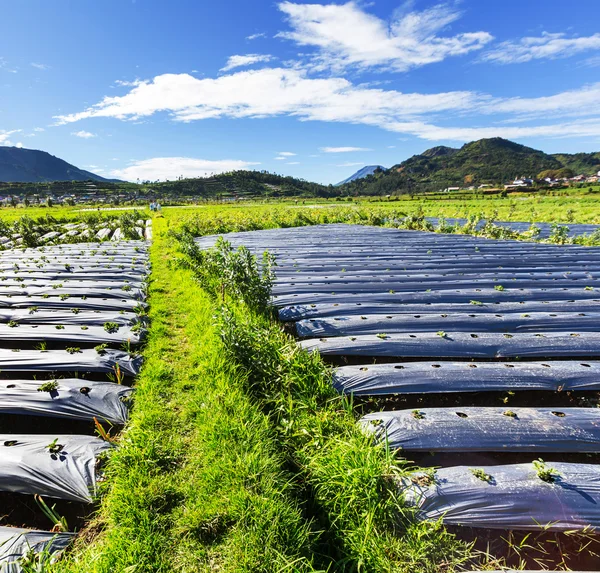 Field in Java — Stock Photo, Image