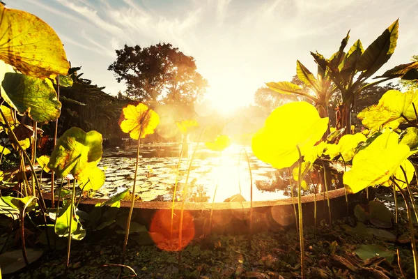 여름 연못 — 스톡 사진