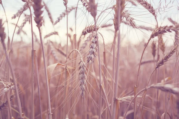 Organic Wheat — Stock Photo, Image