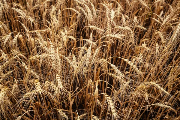 Органическая пшеница — стоковое фото