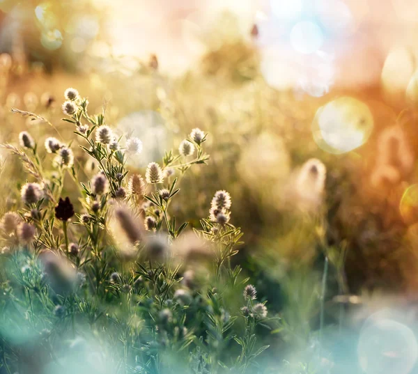 Çiçek çayır — Stok fotoğraf