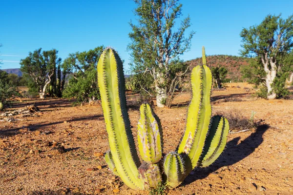 Kaktusz Mexikóban — Stock Fotó