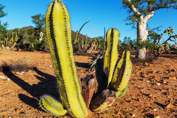 Cacto em México — Fotografia de Stock