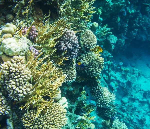 Arrecife de coral — Foto de Stock