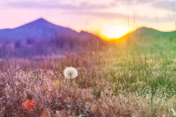 Karahindiba. — Stok fotoğraf