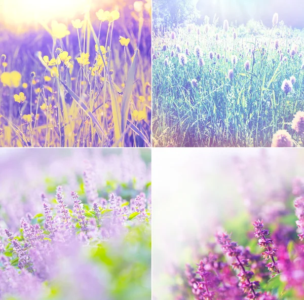 Flowers collage — Stock Photo, Image