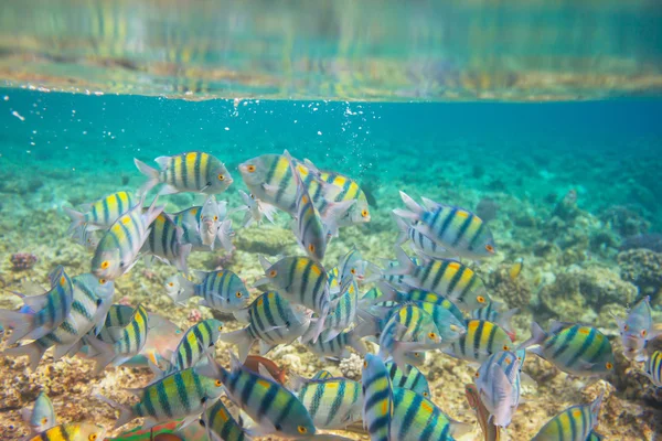 Fish underwater — Stock Photo, Image