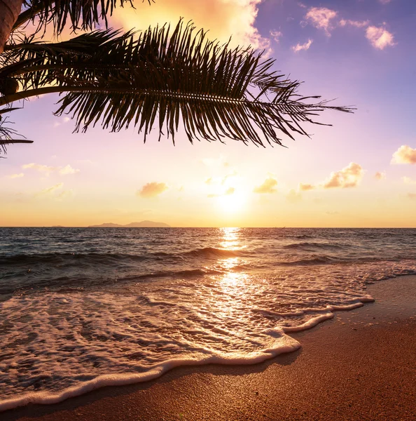 Tropisch strand — Stockfoto