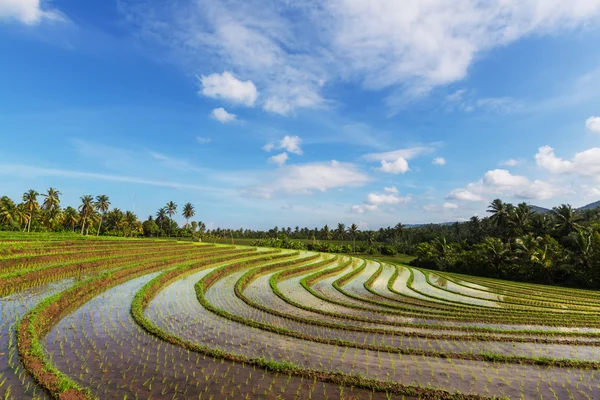 Pirinç Teras — Stok fotoğraf