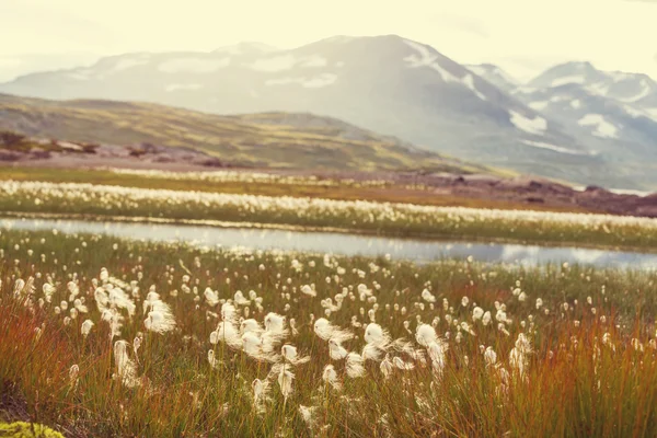 Arctic flowers — Stock Photo, Image