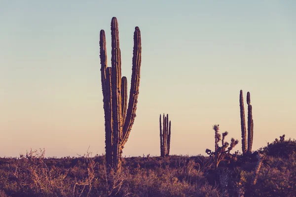 Cactus en México — Foto de Stock