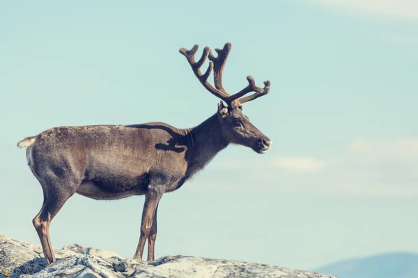 Raindeer Stock Photos, Royalty Free Raindeer Images | Depositphotos