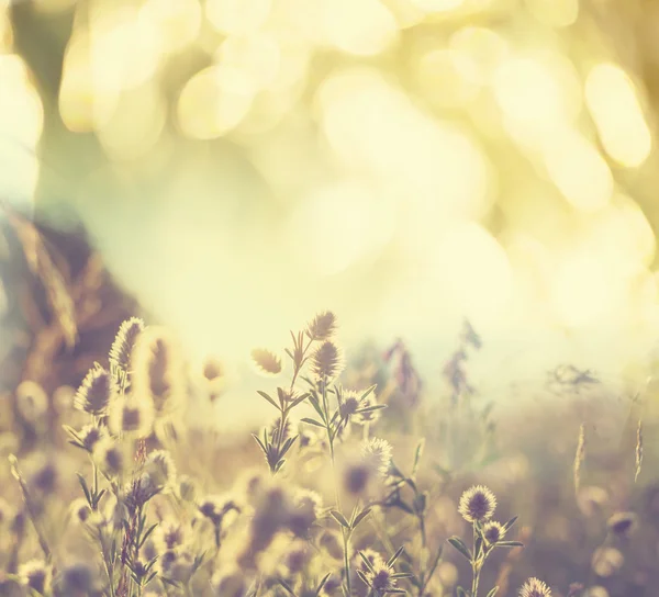 Flowers meadow — Stock Photo, Image