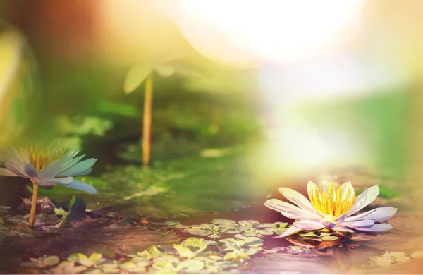 Lotus flower — Stock Photo, Image