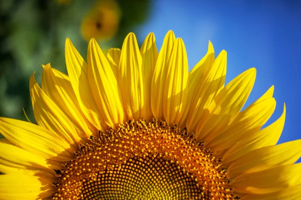 Sunflower — Stock Photo, Image