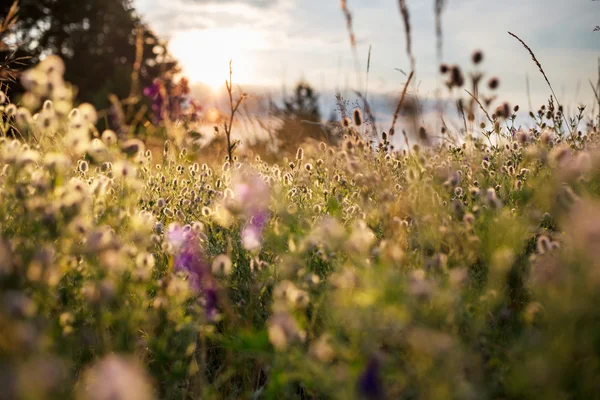 Pradera de flores — Foto de Stock