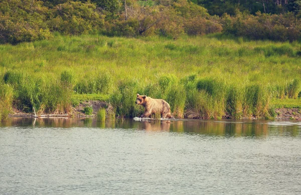 Black bear — Stock Photo, Image