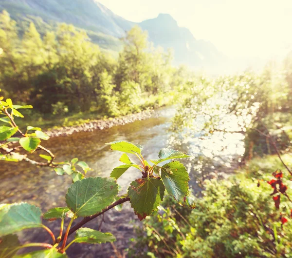 Summer in Norway — Stock Photo, Image