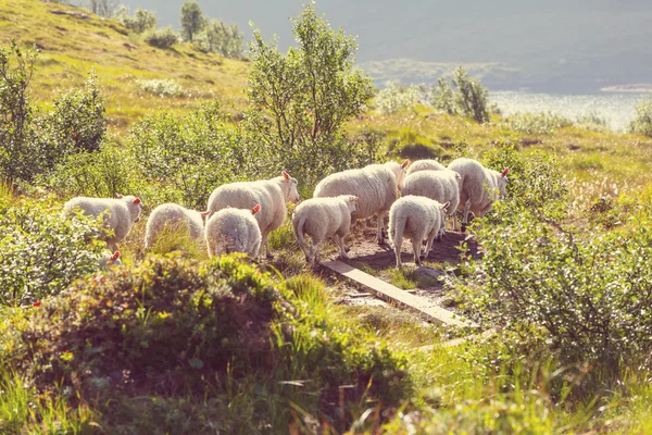 Norveç'te koyun — Stok fotoğraf