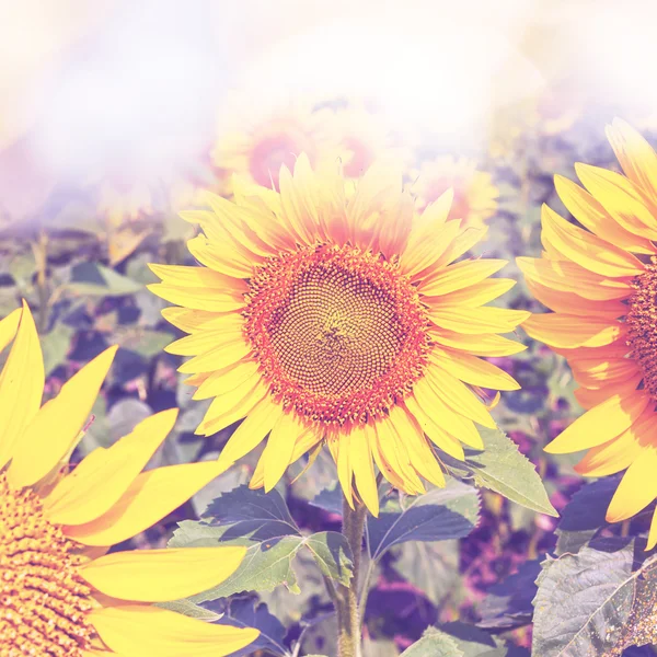 Yellow sunflowers — Stock Photo, Image