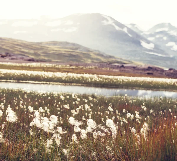 Αρκτική λουλούδια — Φωτογραφία Αρχείου