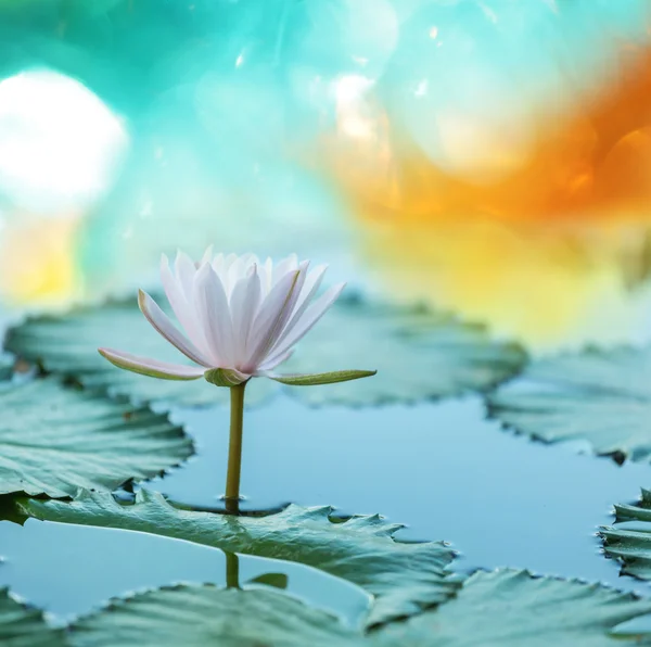 Lotus on water — Stock Photo, Image