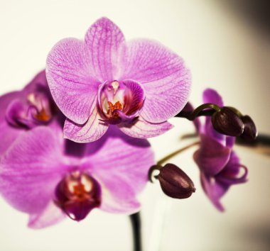 Orkide çiçek