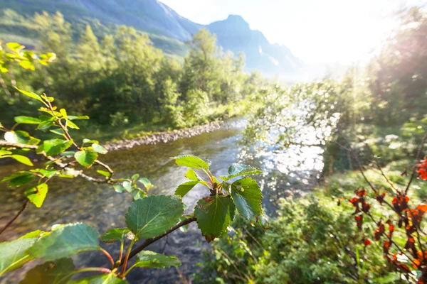 Lato w Norwegii — Zdjęcie stockowe