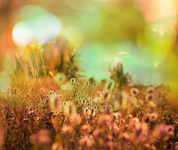 Meadow in mountains — Zdjęcie stockowe