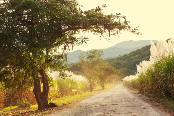 Forest Road — Stok fotoğraf