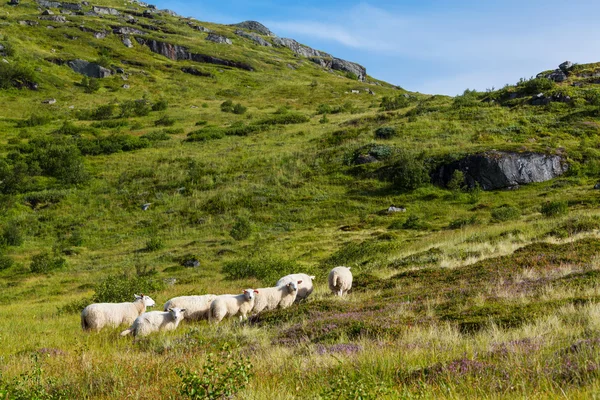 Norveç'te koyun — Stok fotoğraf