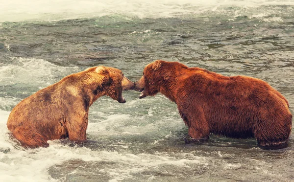 アラスカで熊 — ストック写真