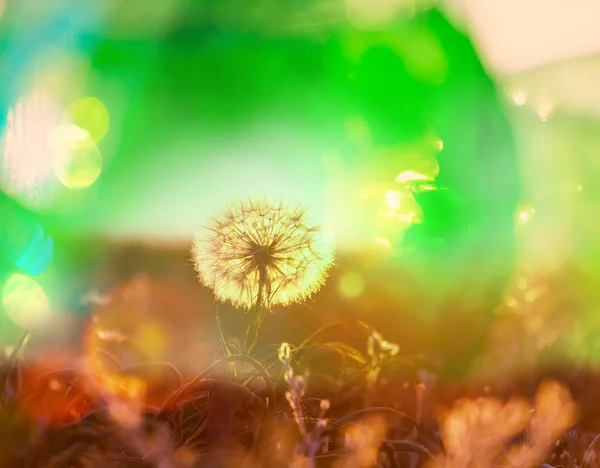 Dandelion close up — Stock Photo, Image